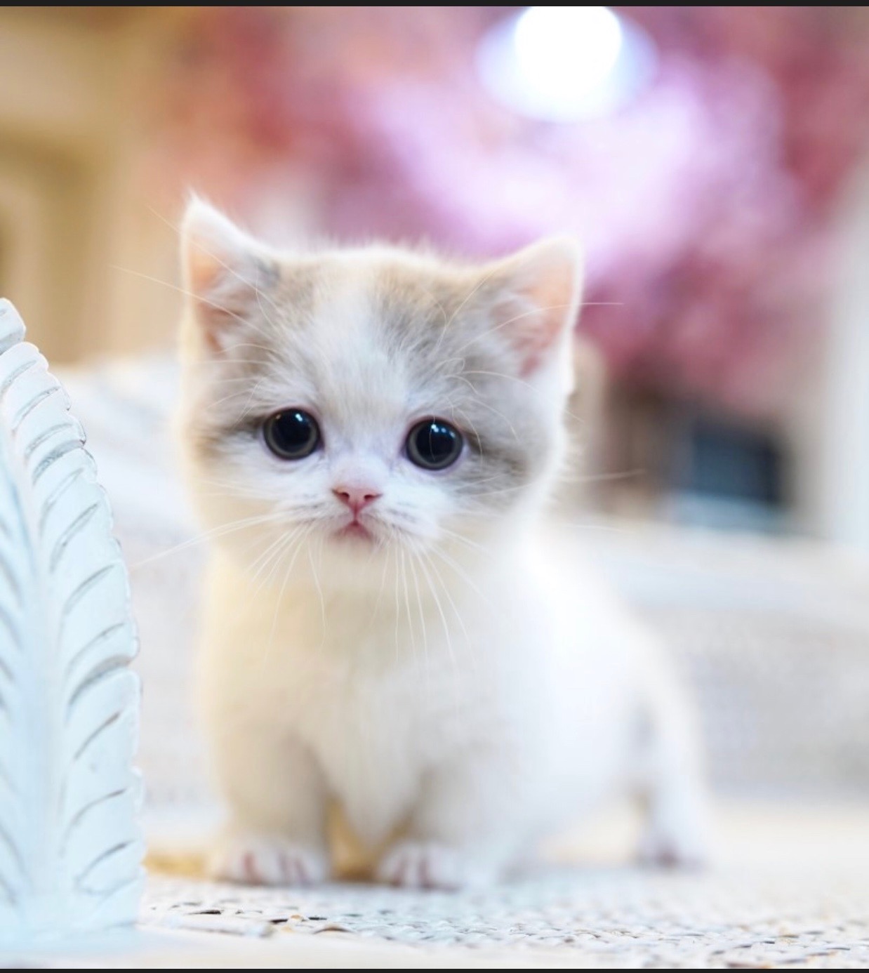 white munchkin in my palms