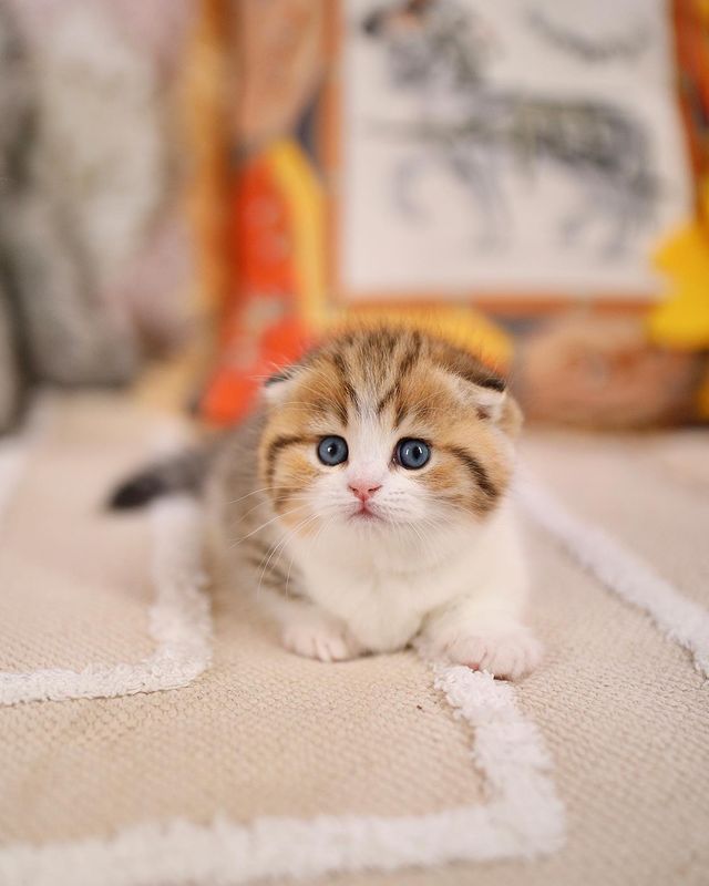 munchkin kittens for sale