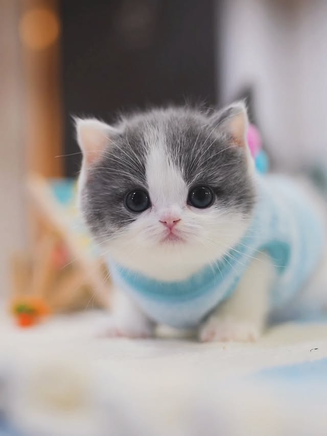 Adorable Munchkin kitten with short legs looking playful on a soft blanket