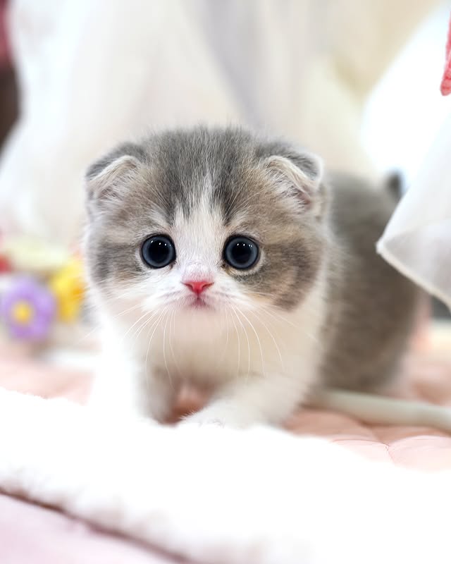 Playful short-legged Munchkin kitten running on grass
