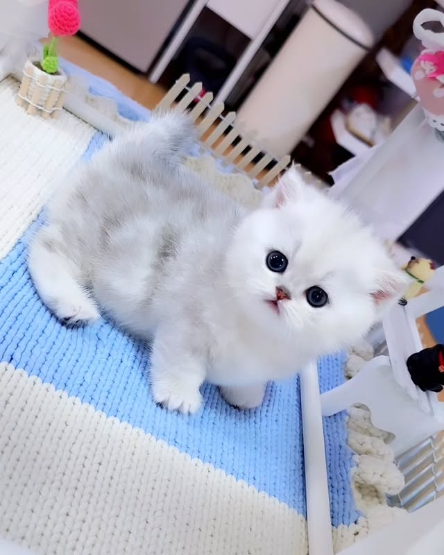 Happy family playing with their new Munchkin kitten at home