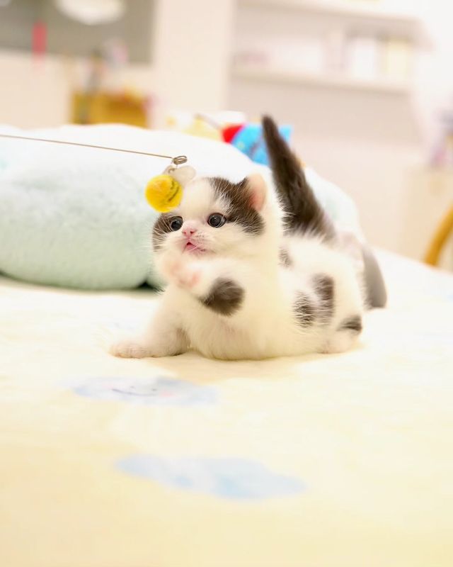 cute Munchkin kitten for sale at home