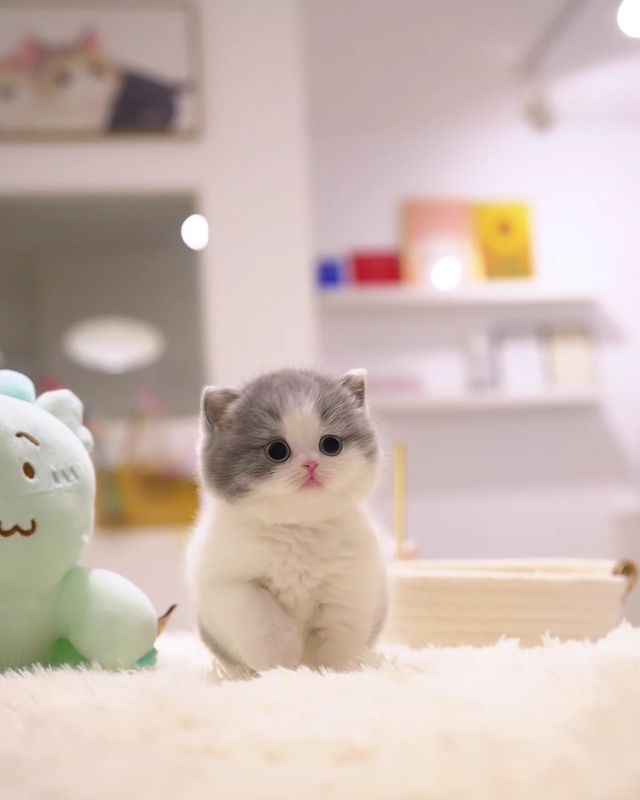 male Munchkin kitten for sale with short legs