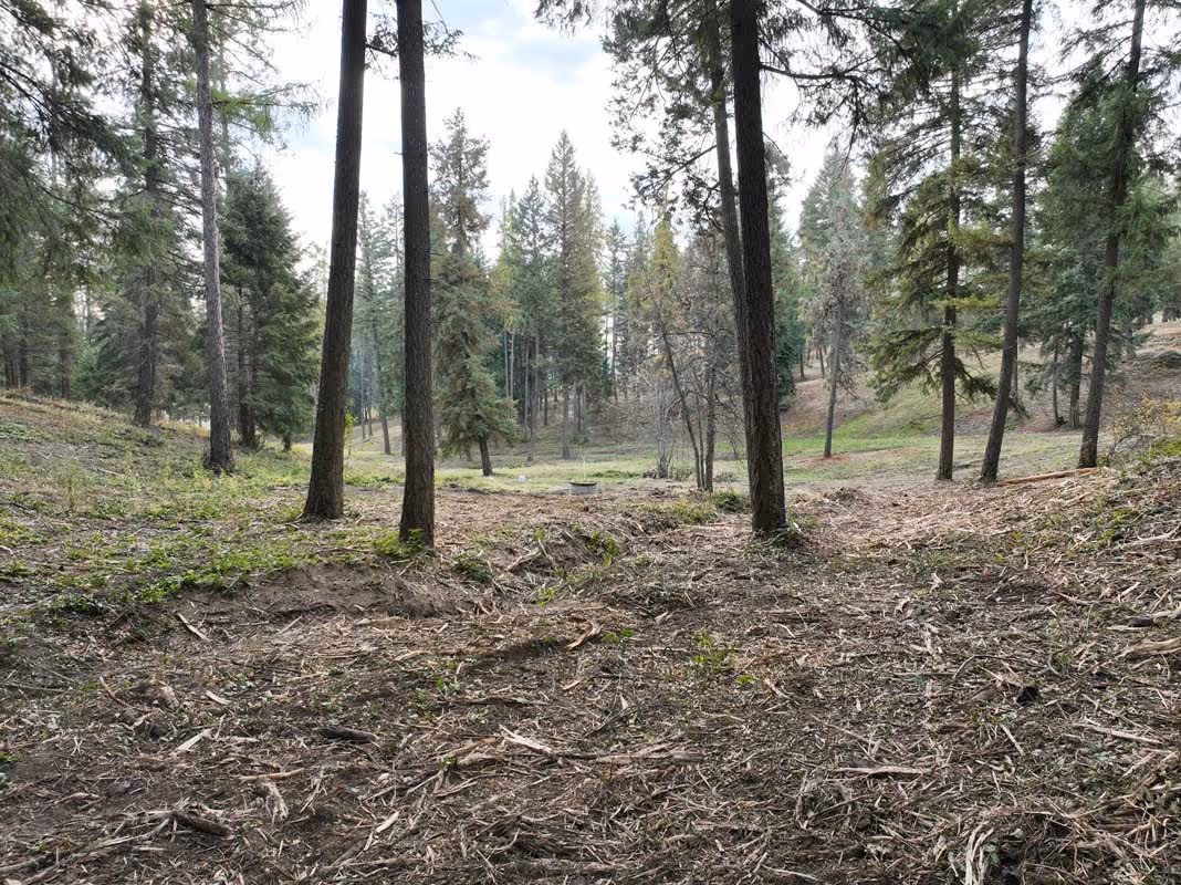 Sparse pine forest with bare ground and scattered tall trees
