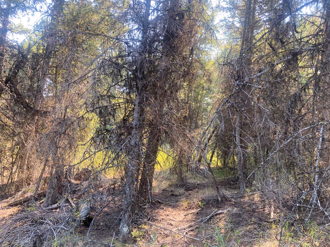 Dense forest with thin trees and narrow path, autumn foliage and bare branches
