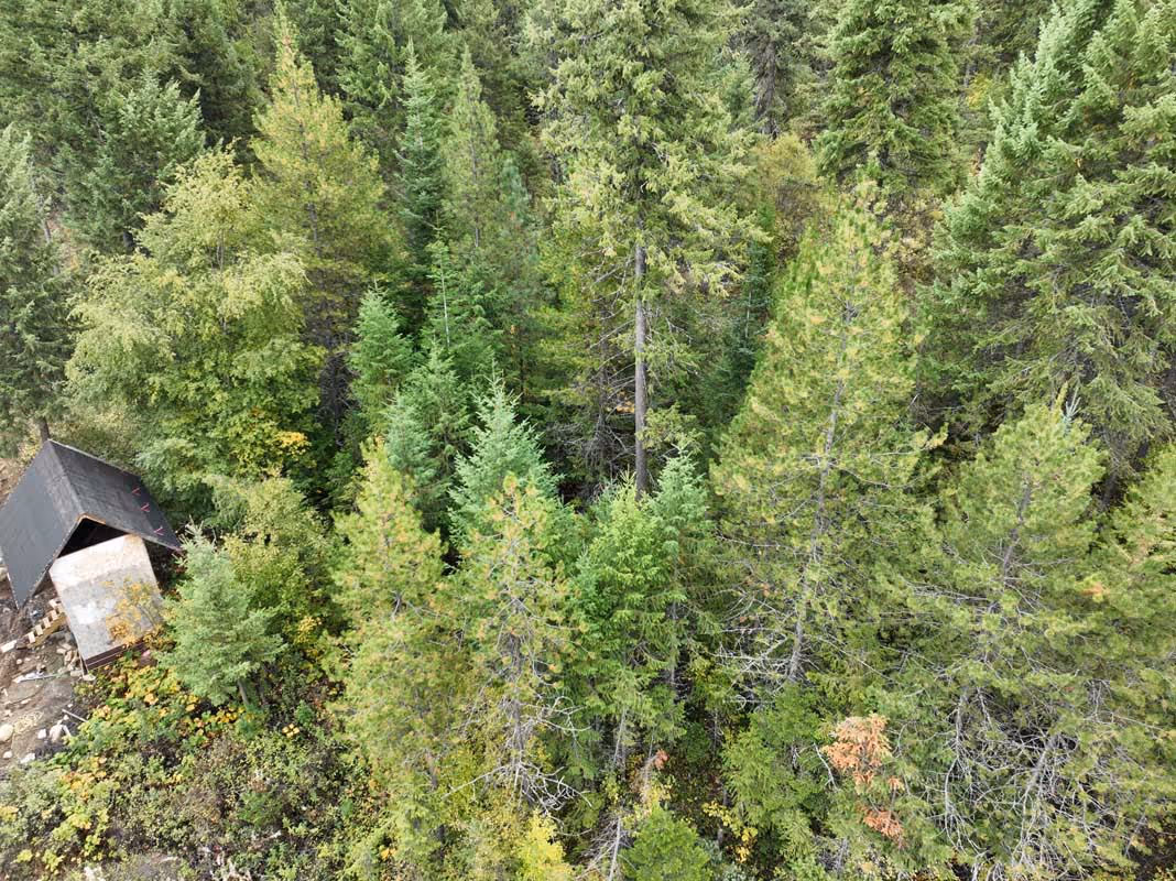 Aerial view of dense evergreen forest with small structure in lower left