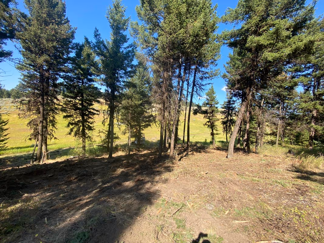 Evergreen forest with tall pine trees and sunny meadow in background