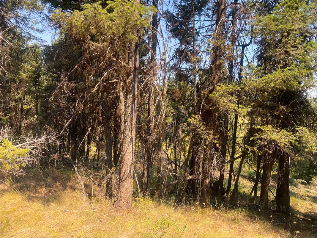 Dense forest with tall trees and dry undergrowth on a sunny day