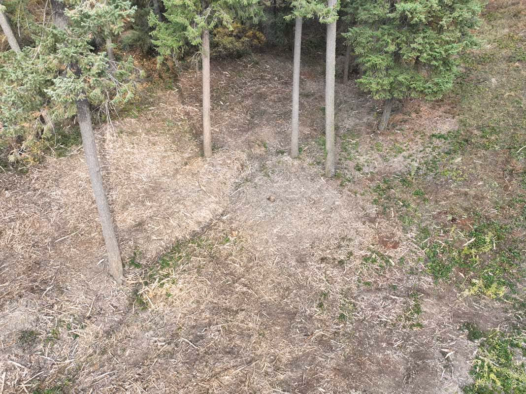 Bare ground with thin tree trunks and sparse vegetation in forest clearing