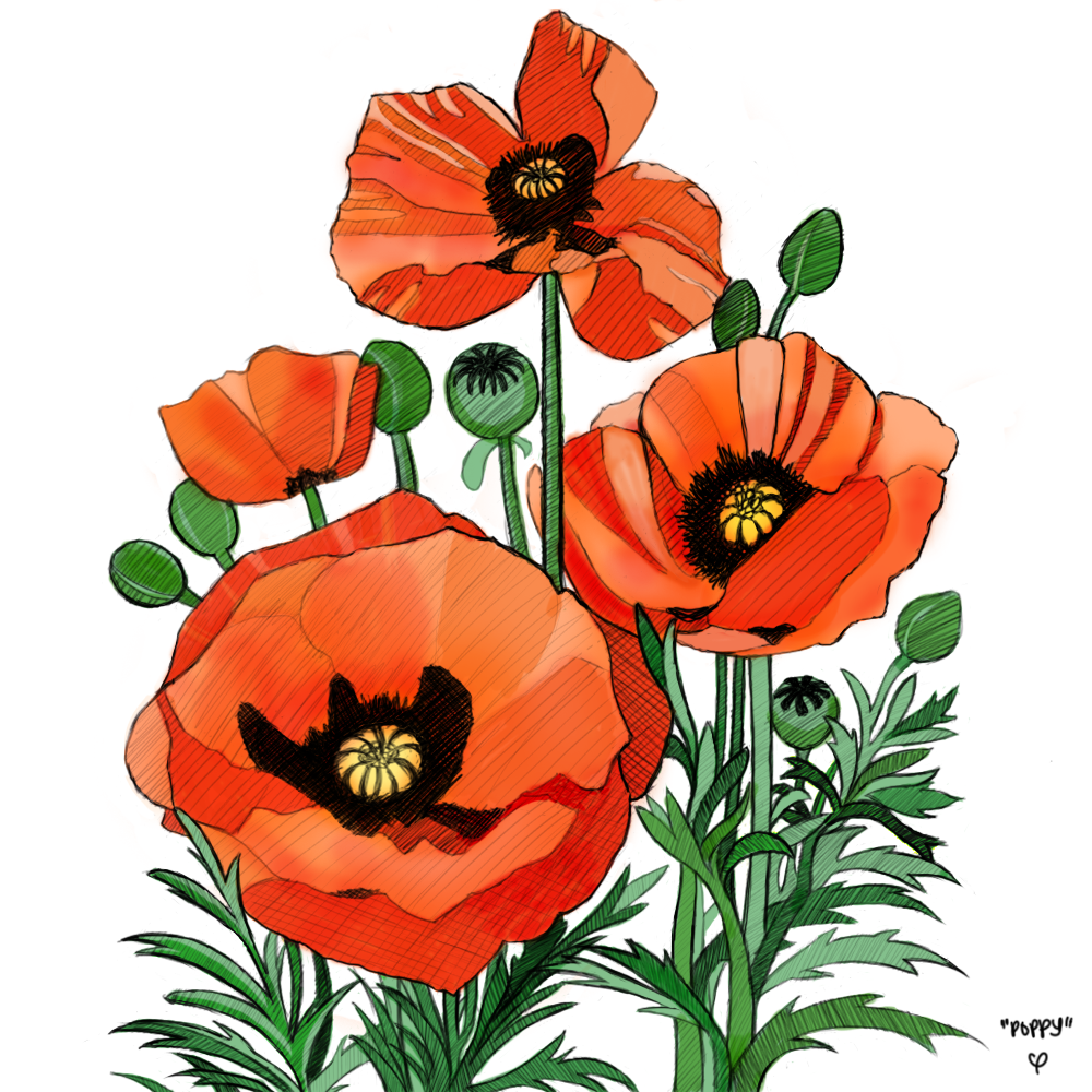 Sketches from Nature