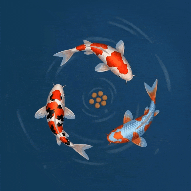 Interactive Koi Pond