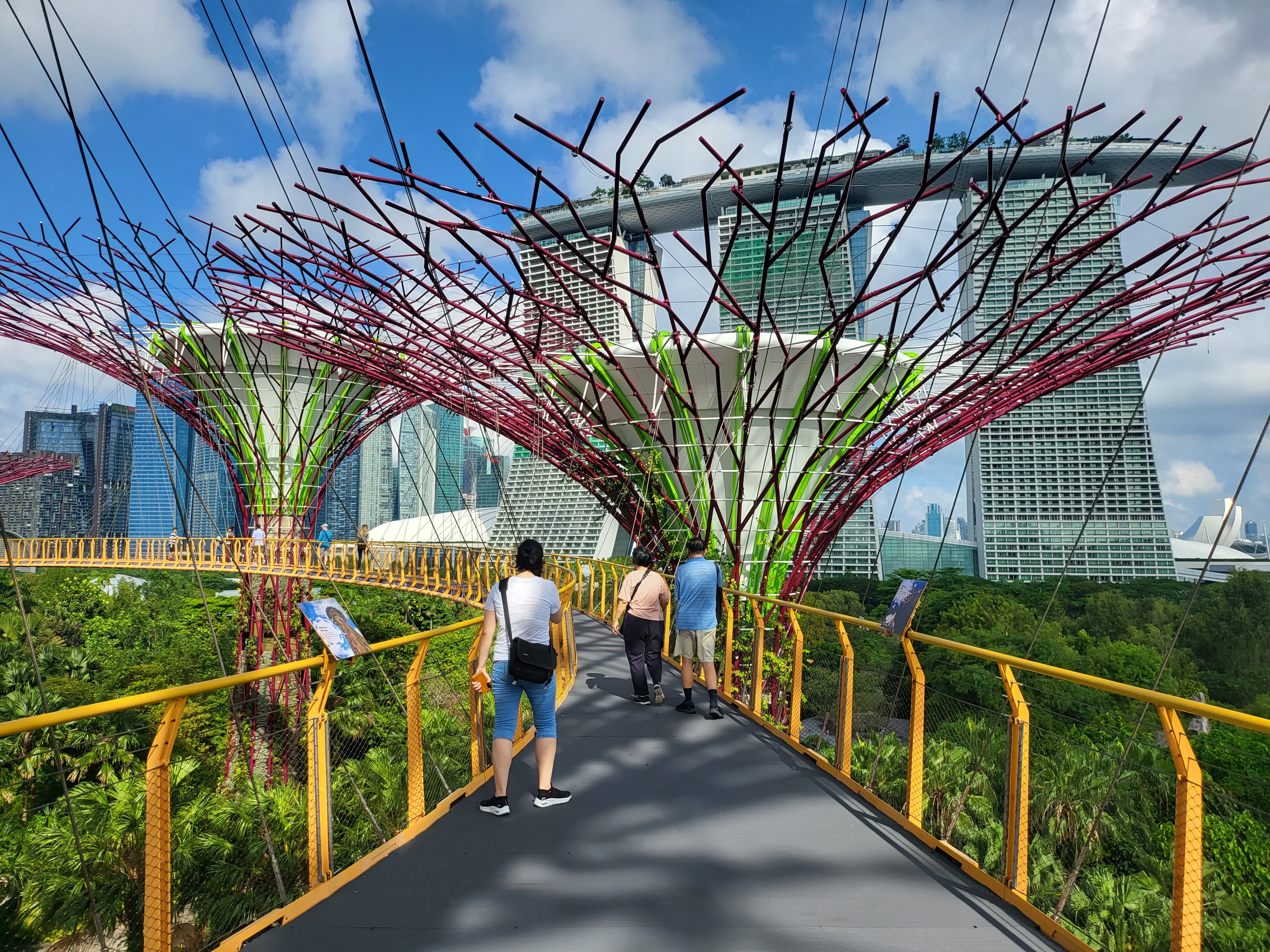 The elevated walkway winding through the Supertrees at Gardens by the Bay