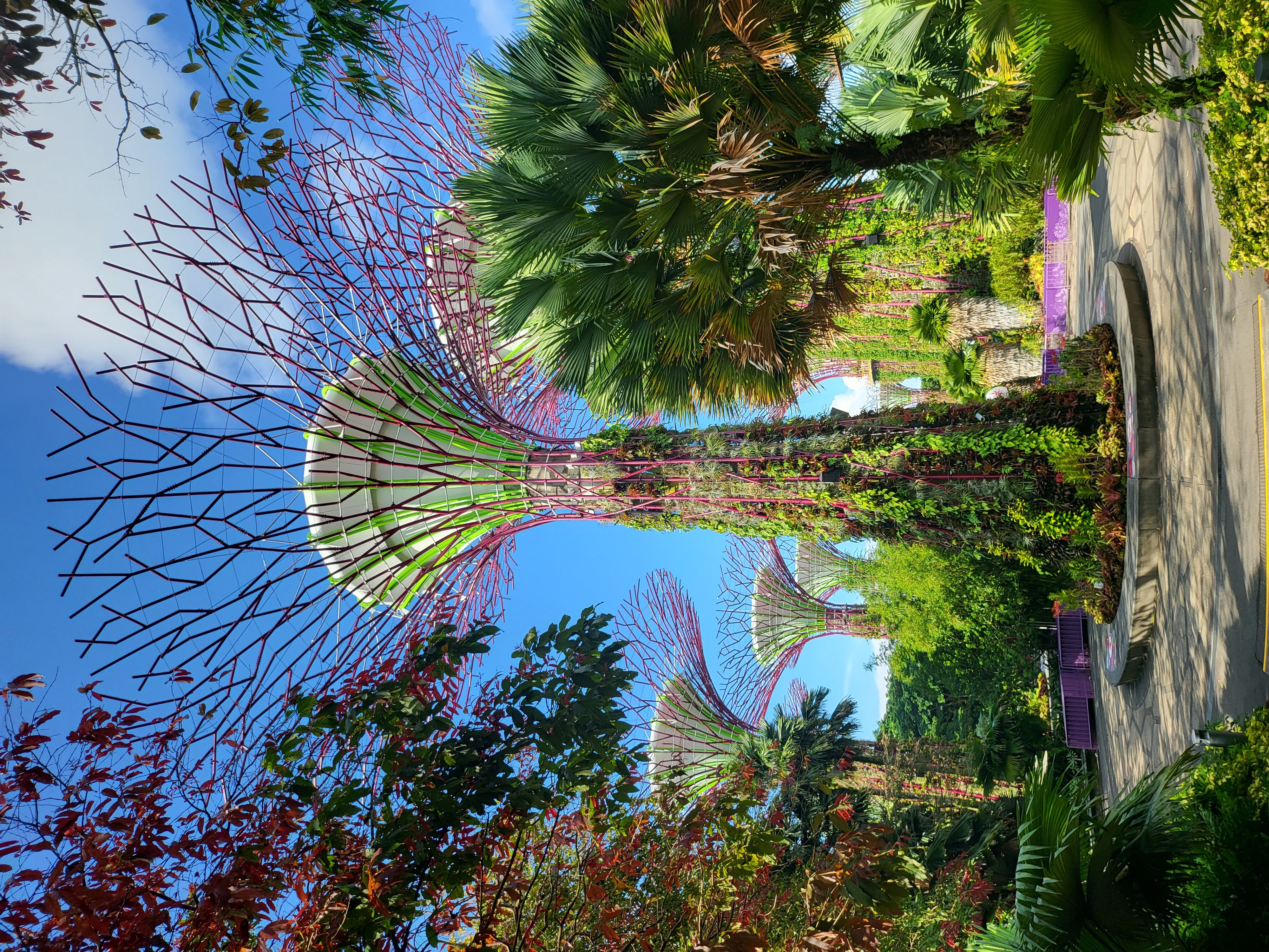 Supertrees rising above a sunlit garden path