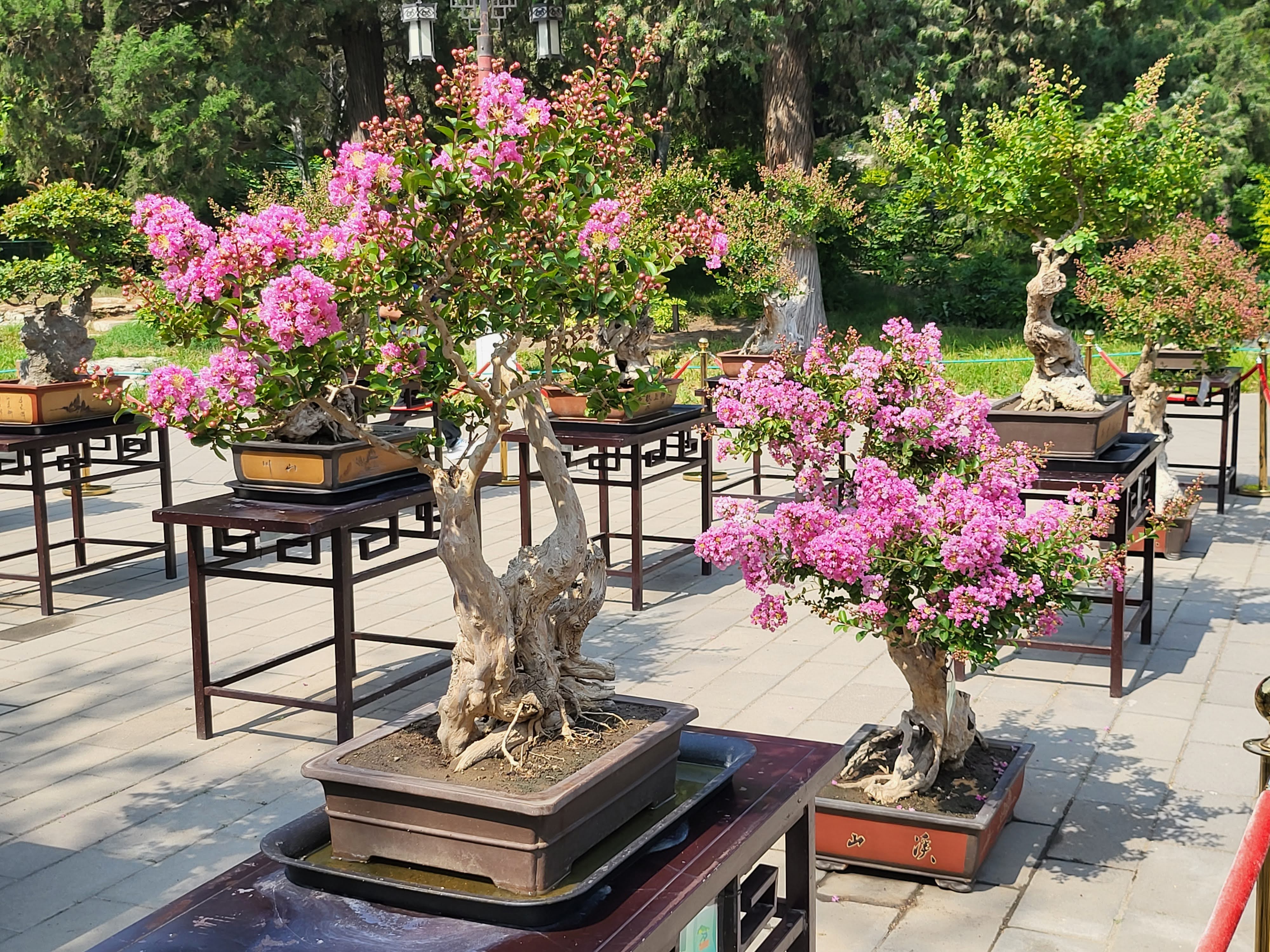 Flowering potted trees displayed in a courtyard.