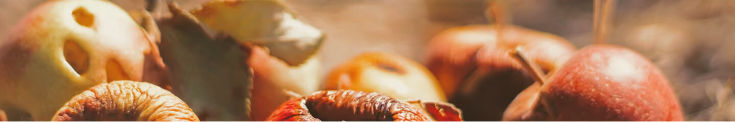 Rotting apples representing organic food waste for composting