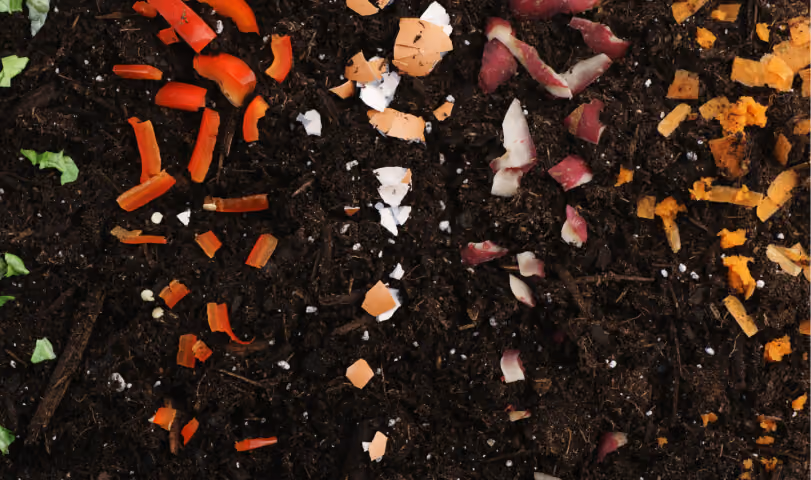 Food scraps and eggshells composting in soil