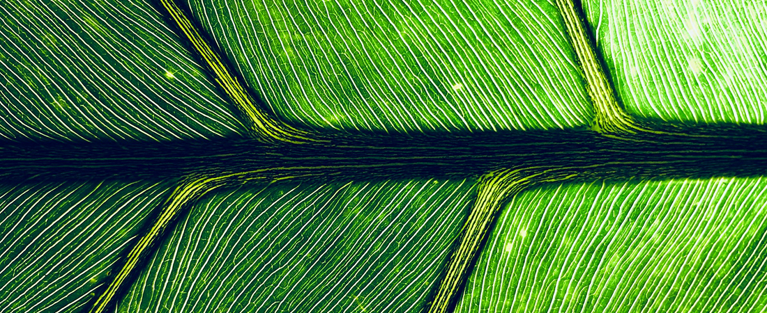 Neuropsychological Cognitive Testing via Telehealth