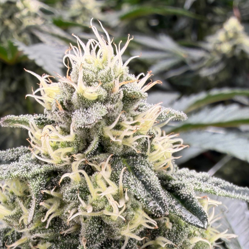 A photo of a large bud of flower on the cannabis plant