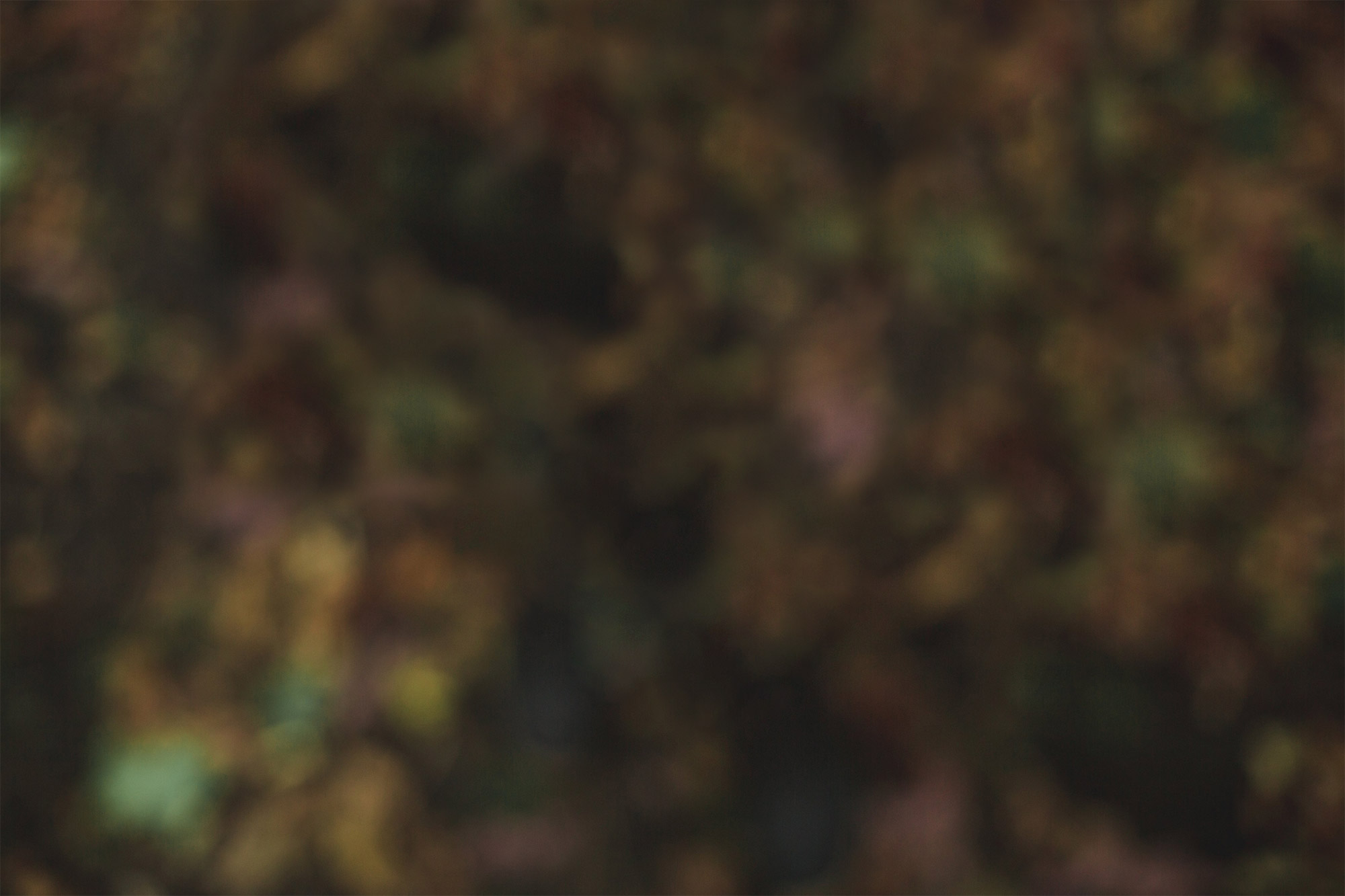 Background image for hands holding acorns.
