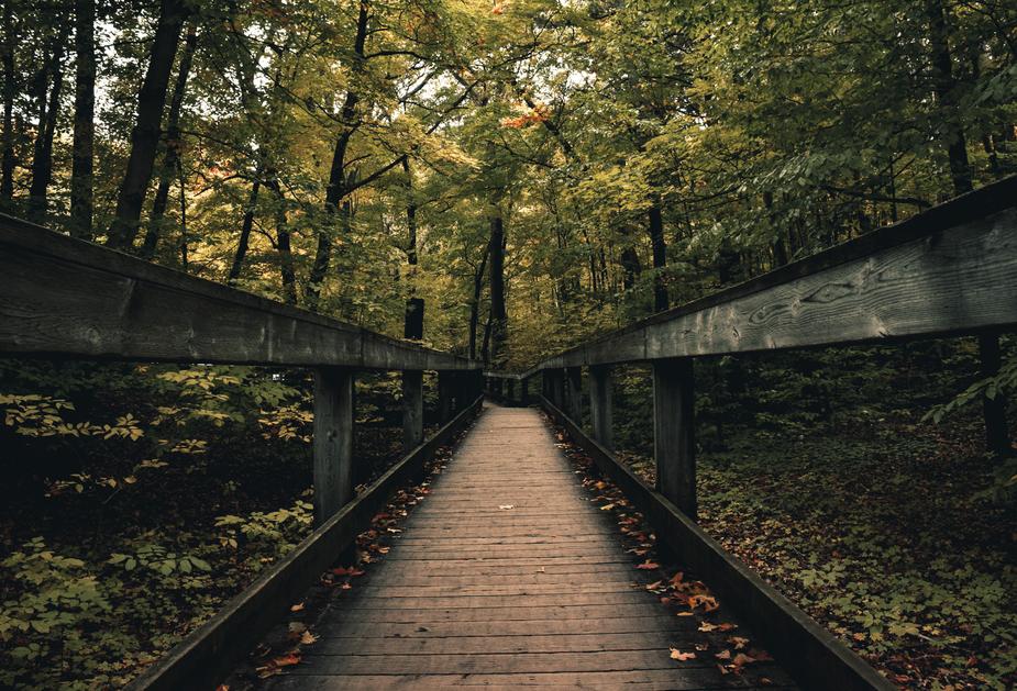 A bridge in the woods.