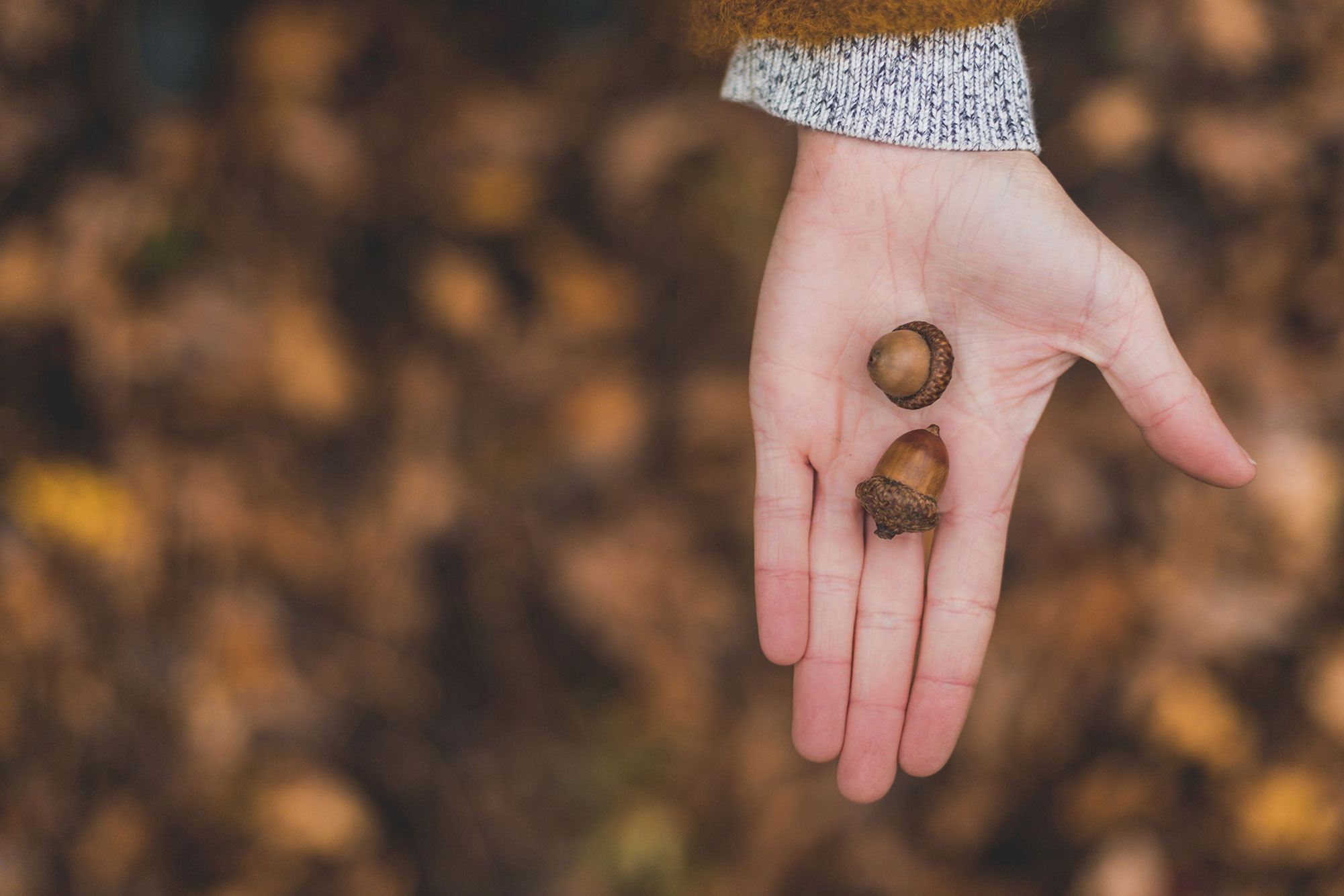 Two acorns in a person's hand.