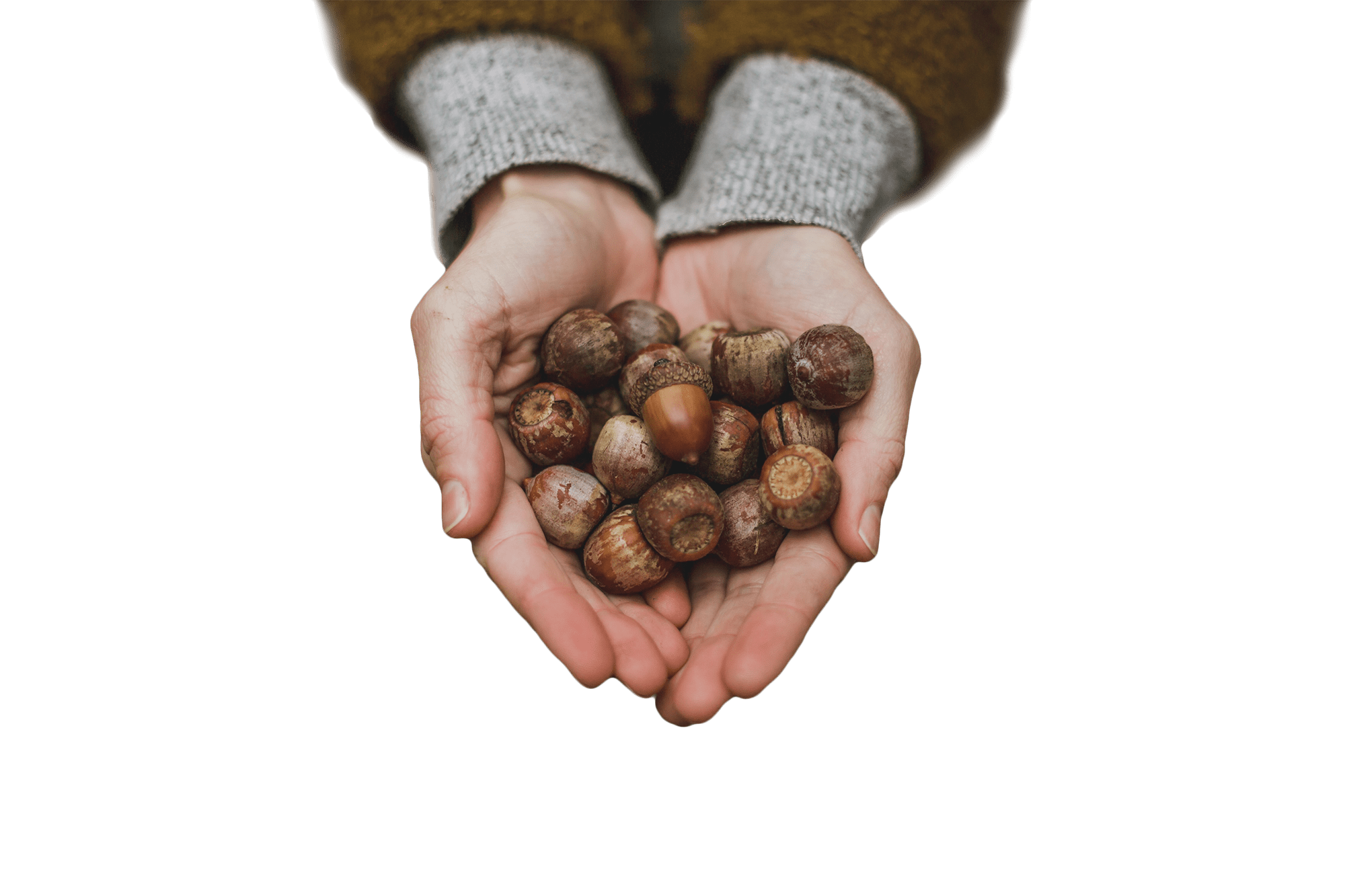 Hands holding acorns.