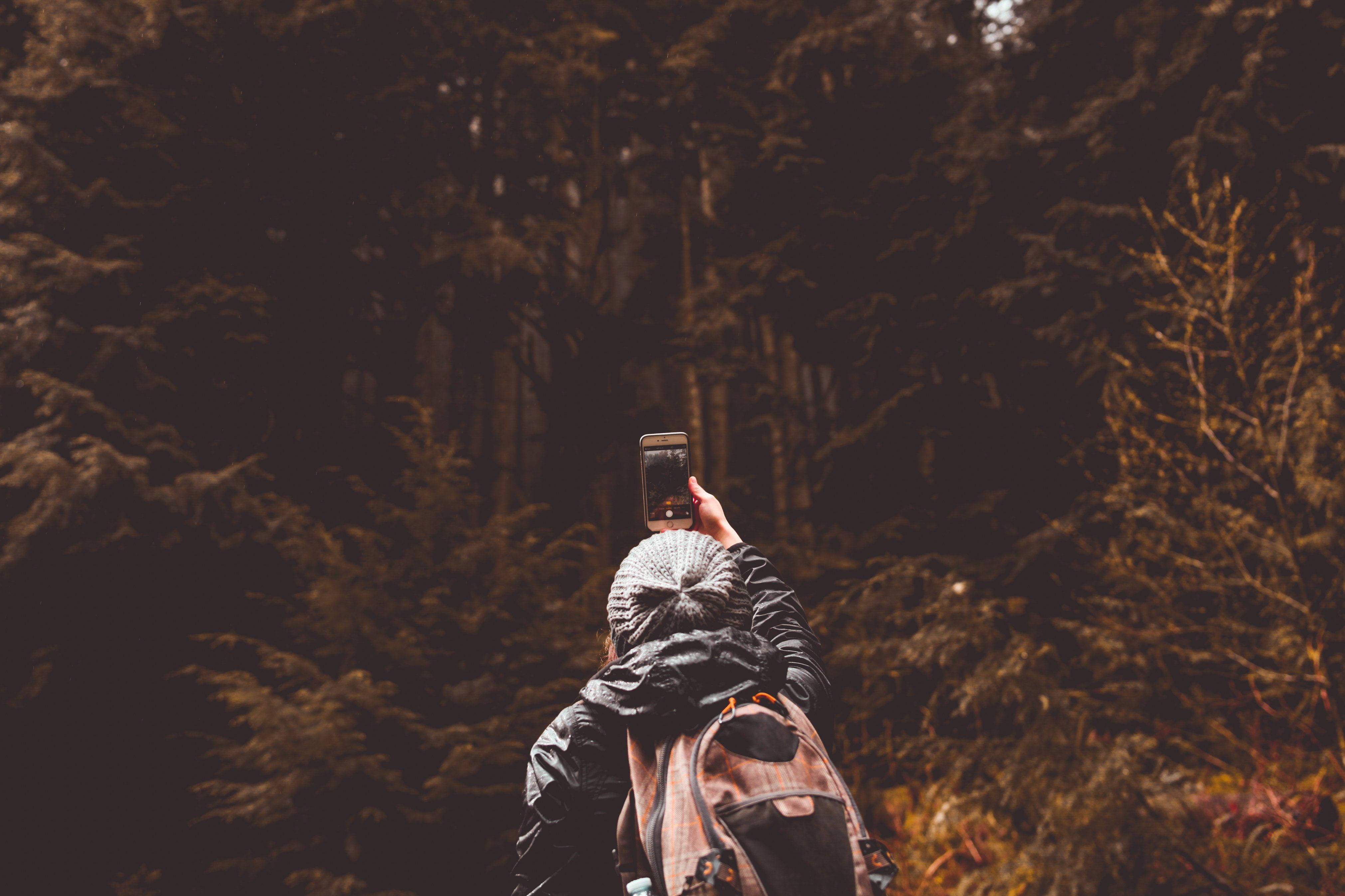 Taking a picture of a forest.