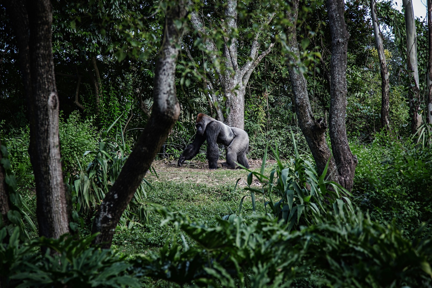 A silverback gorilla walks through the forest.