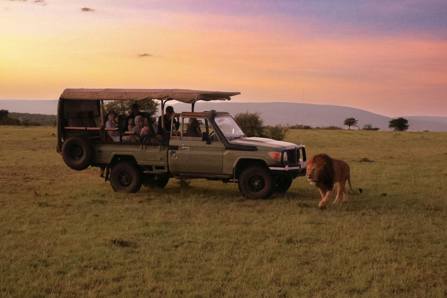 A lion walks in front of a safari vehicle at sunset.