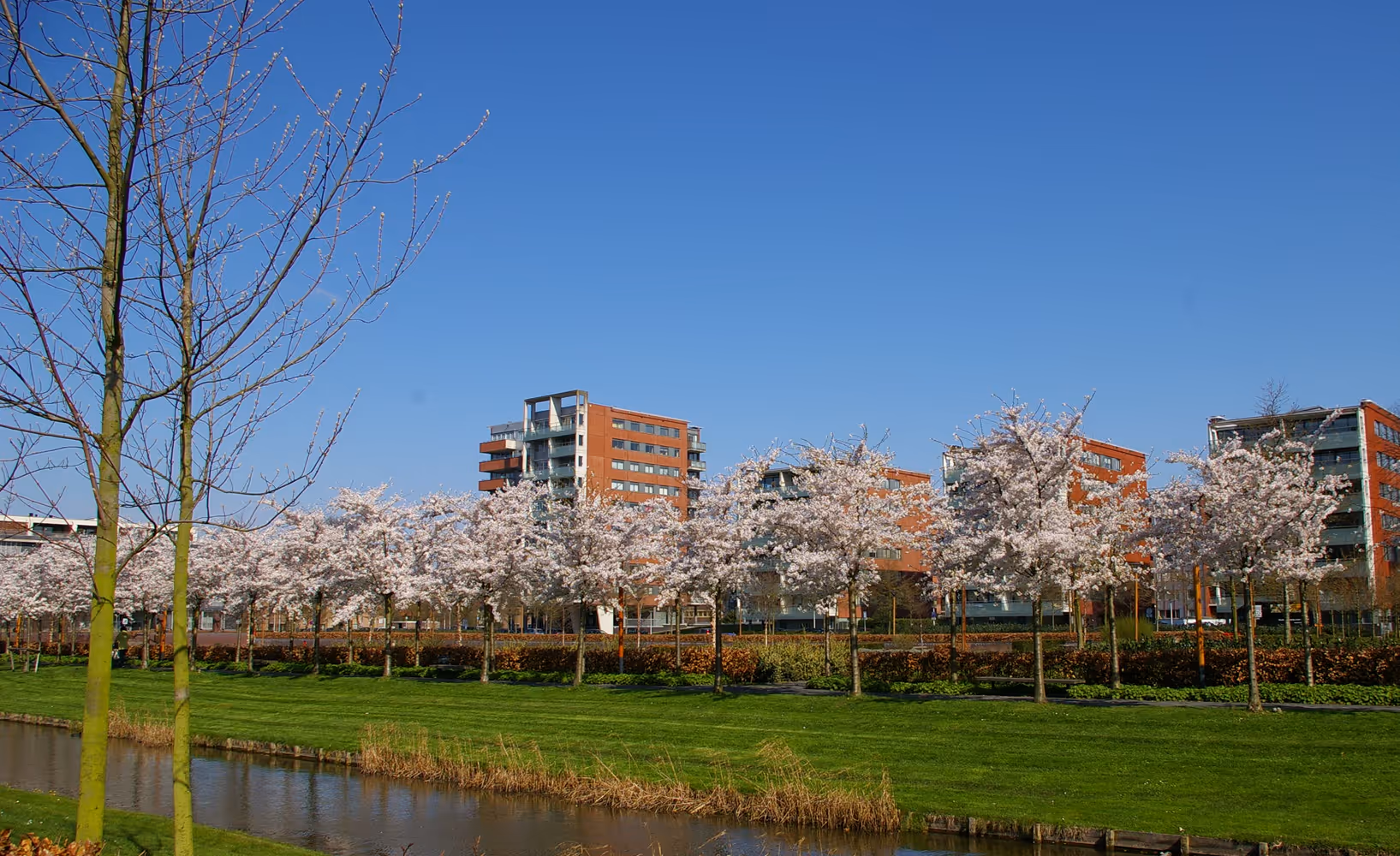 Bloeiende bomen langs een park en moderne appartementen in Amstelveen.