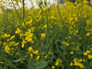 Crop price outlook clouded by politics