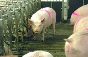 Precision pig feeding lowers farm cost, greenhouse gas emissions