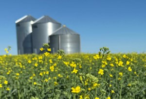 New canola hybrid could expand U.S. acreage