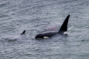 How Vancouver's urban orcas create connections and community among followers