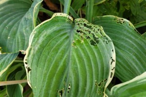 Gardener's Notebook: Ideas as a ‘salad’?