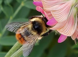 Garden Chat: Attracting pollinators to your garden