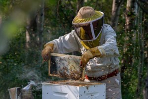 Researcher uses honey bees to study fetal alcohol spectrum disorder