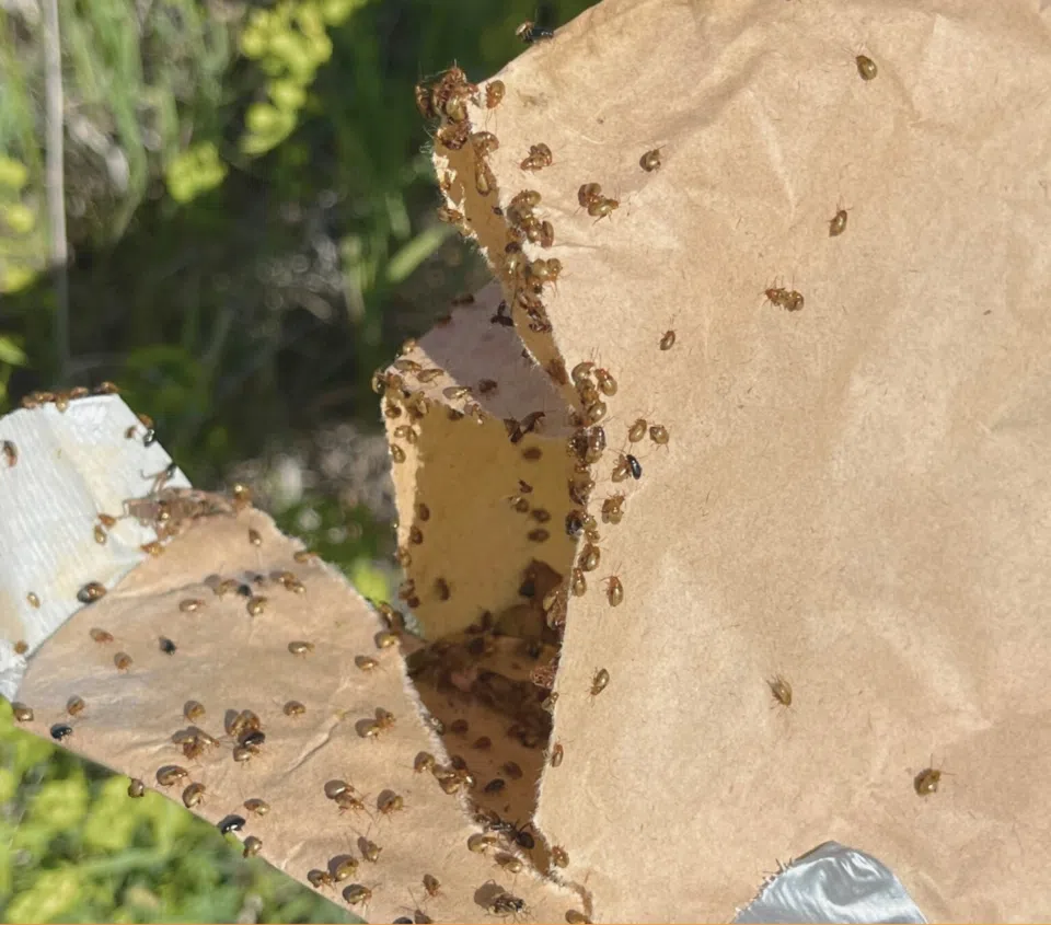 Regina fights invasive weed with beetles