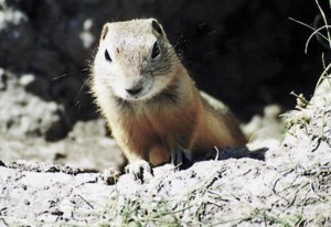 Sask. ag group wants strychnine back