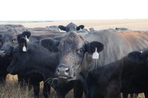 Sask. beef check-off increasing Aug. 1