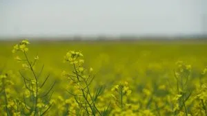 July 23 Closing Commodity Prices