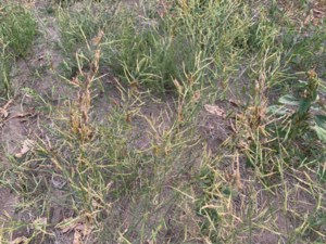 Grasshoppers becoming more prevalent in Manitoba: crop pest update