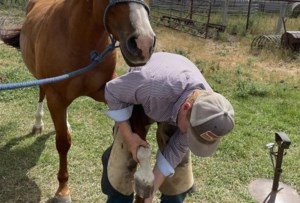 Sask. farrier hammers out career in traditional trade
