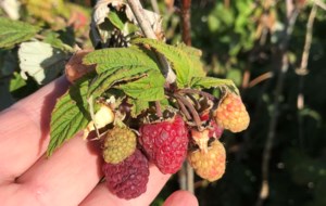 Garden Chat: Let the Prairie fruit harvest begin