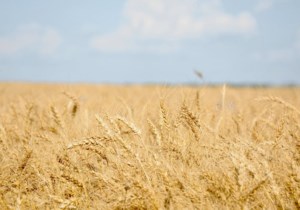 Agriculture, agri-food groups make bid for spot in Carney’s economic agenda
