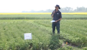 East Central Research Foundation field day looked at chickpeas