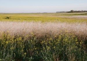 Rainfall varies across Manitoba, affecting crop development: Crop Report