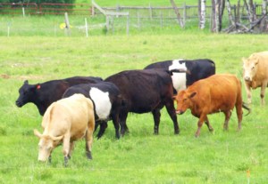 Advance payment changes urged by CCGA