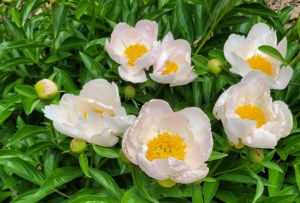 Garden Chat: White flowering plants for your garden