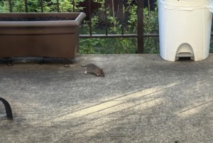 Rat complaints on the rise in Montreal as critics demand city take action